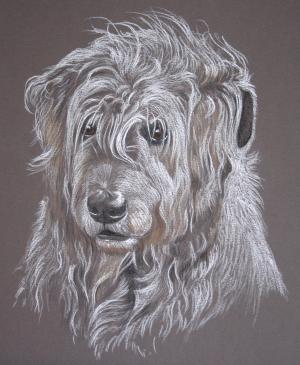 Willow - Irish Wolfhound