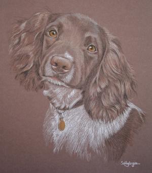 Spud - Springer Spaniel
