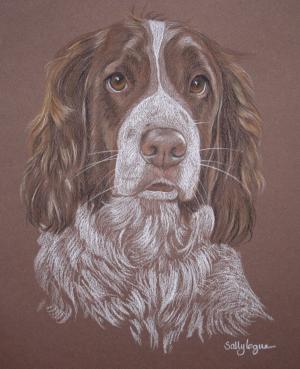Stormy Snipe - Springer Spaniel