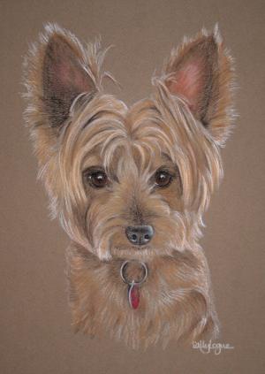 Bradley Scott - Yorkie