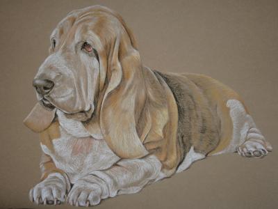Coco - Basset Hound