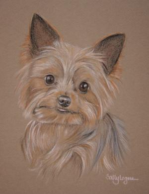 Hugo - Yorkshire Terrier