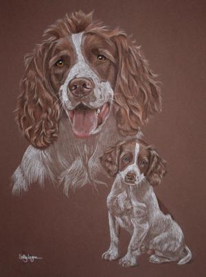 Chester - Springer Spaniel