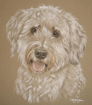 Chester - Polish Lowland Sheep Dog