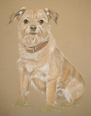 Wellington - Border Terrier