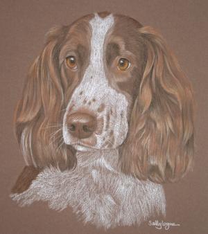 Tara - Springer Spaniel