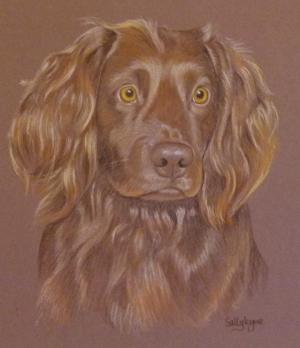 Harvey - Field Spaniel