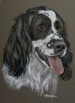 Sasha - Springer Spamiel