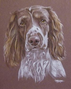 Ben - Springer Spaniel