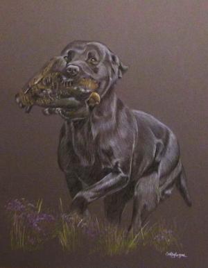 Black Lab retrieving grouse
