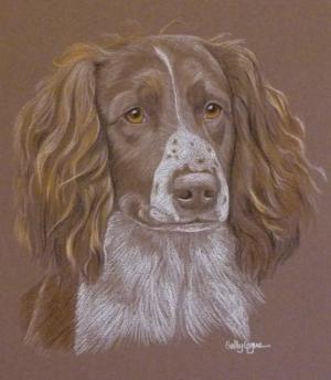 Poppy - spinger spaniel