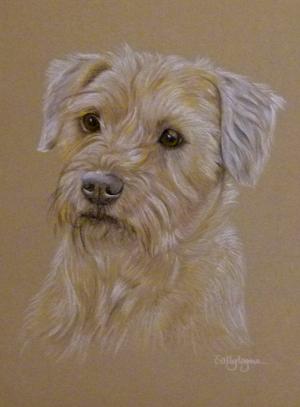 Buster - Border Terrier