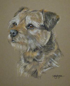 Border Terrier - Molly