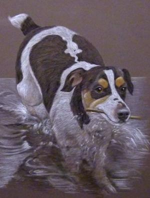 Maggy - Jack Russell