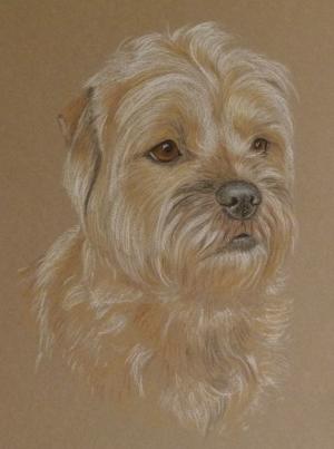 Penny - Border Terrier