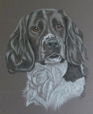 Springer Spaniel Gallery