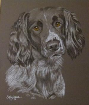 Bell - Springer Spaniel