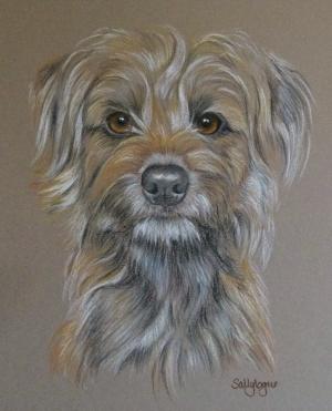 Moss - border terrier