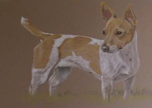 Jack Russell - Hollie