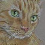 Henry - ginger tom cat