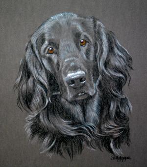 Flat Coat Retriever - Storm