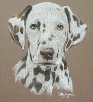 Dalmation - Monty