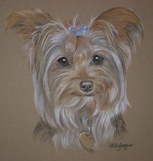 Tara - Yorkie