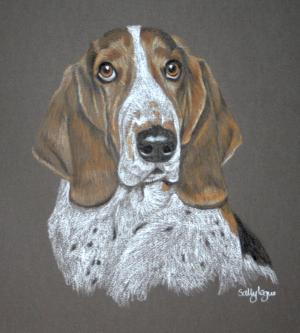 Clarence - Basset Hound