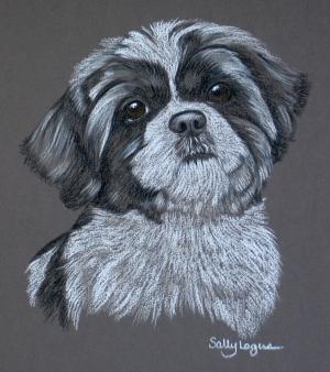 Oscar - Shi Tzu