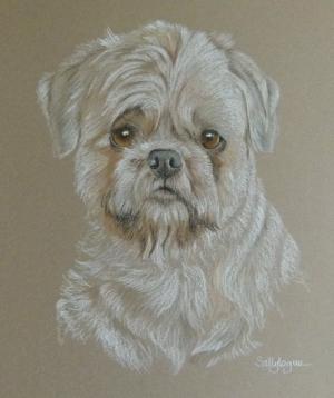 Jamie Ted - Shih Tzu