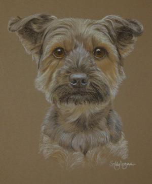 Toby - Yorkshire Terrier