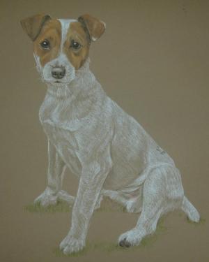 Tyke - Jack Russell