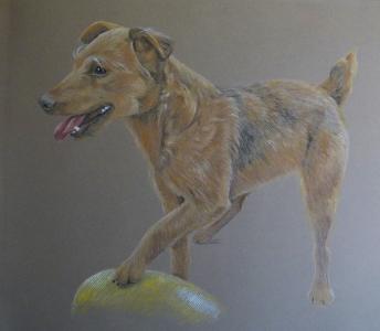 Tarka - Lakeland Terrier