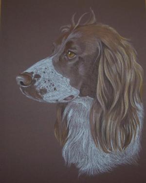 Barley - Springer Spaniel