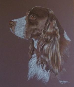 Romeo - Springer Spaniel