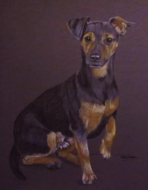 Rex - mini jack russell