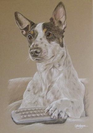 Eddie - Jack Russell Dog Portrait 