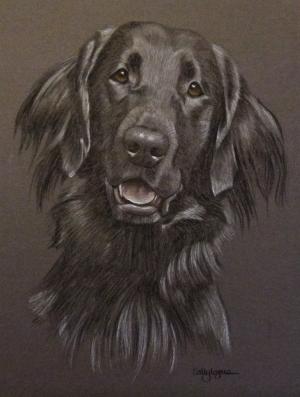 Flat Coat Retriever Portrait 