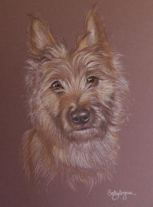 Henry - Cairn Terrier
