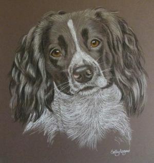 Layla - Springer Spaniel Portrait