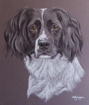 Sophie - springer spaniel