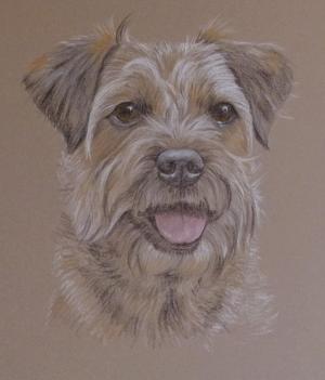 Maddy - Border Terrier