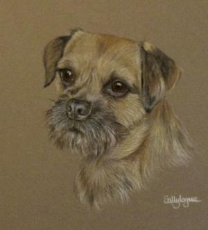 Border Terrier - Alfie