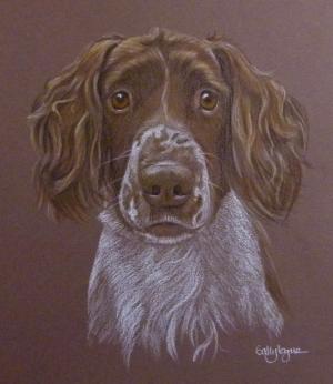 Jake - English Springer Spaniel