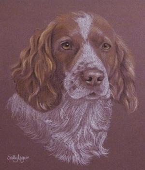 Candy - Springer Spaniel