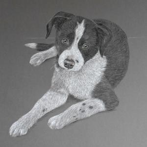 Border Collie Pup - Tash