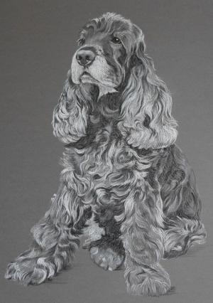Charlie Cocker Spaniel