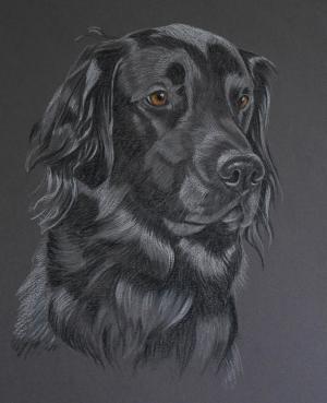 Flat Coat Retriever - Henry