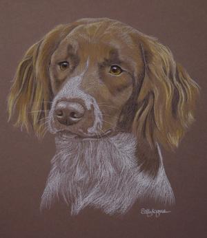 Dexter - Springer Spaniel