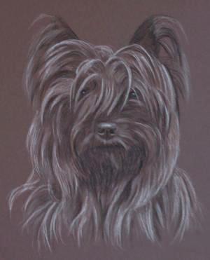 Molly - Cairn Terrier